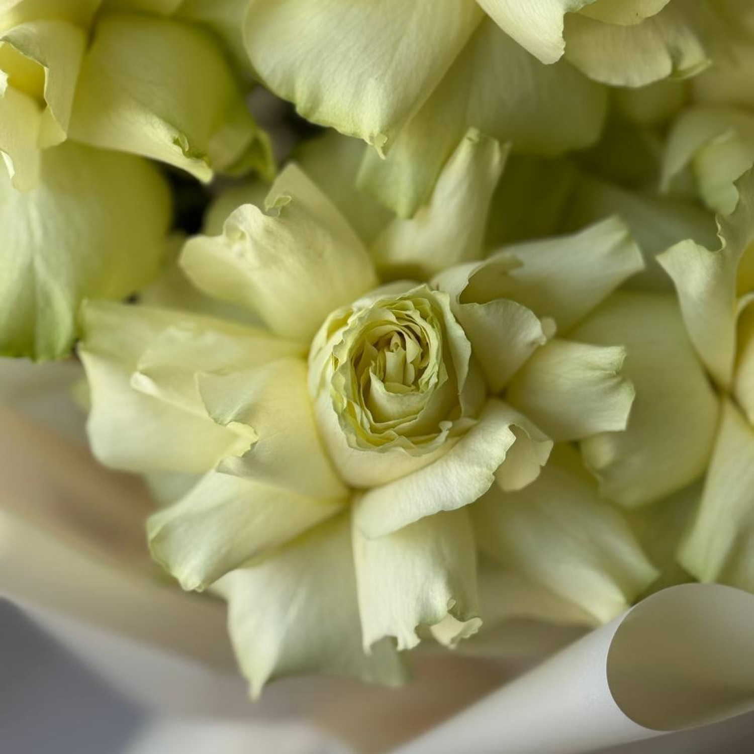 Монобукет из 9 французских вывернутых роз 211