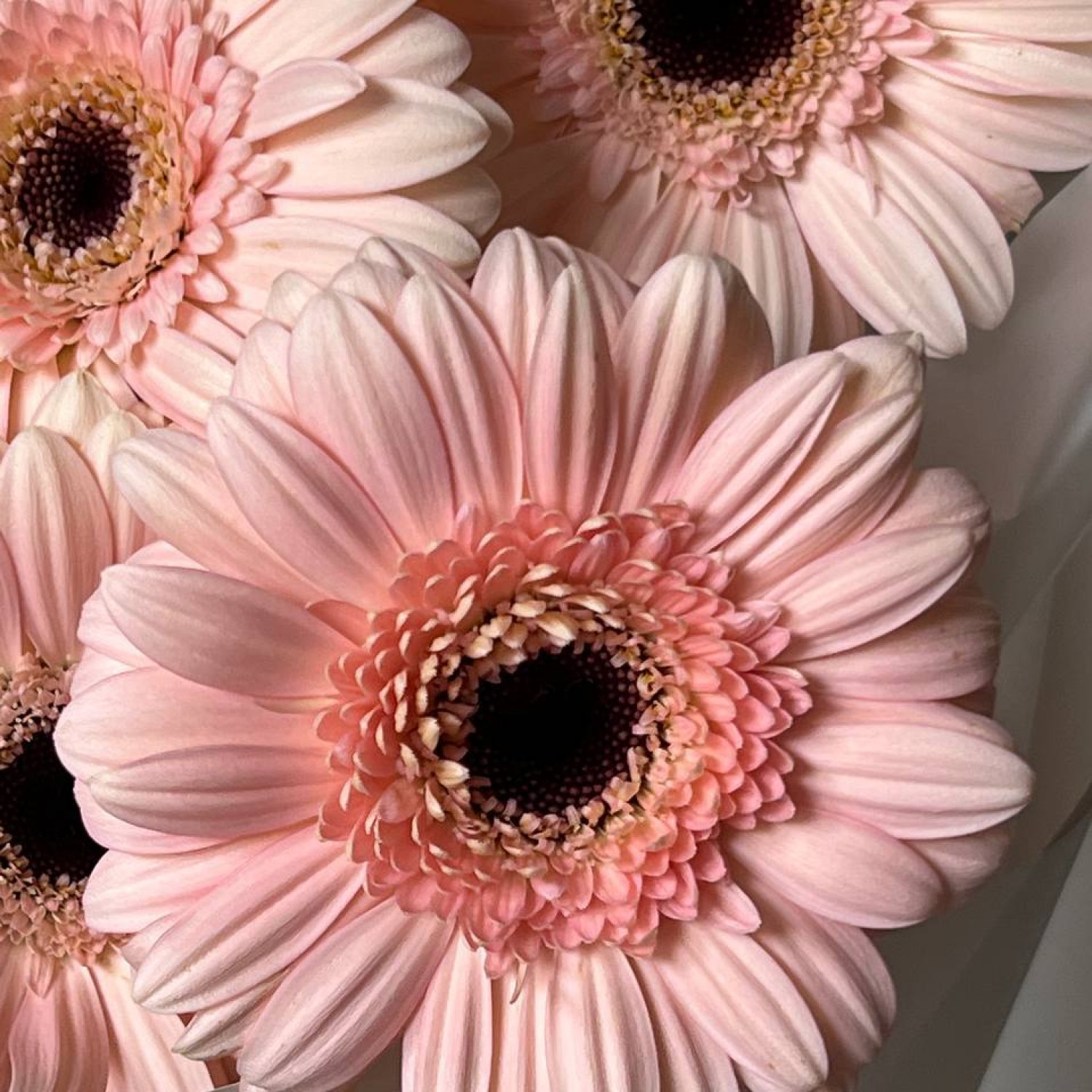 Букет из 9 Гербер