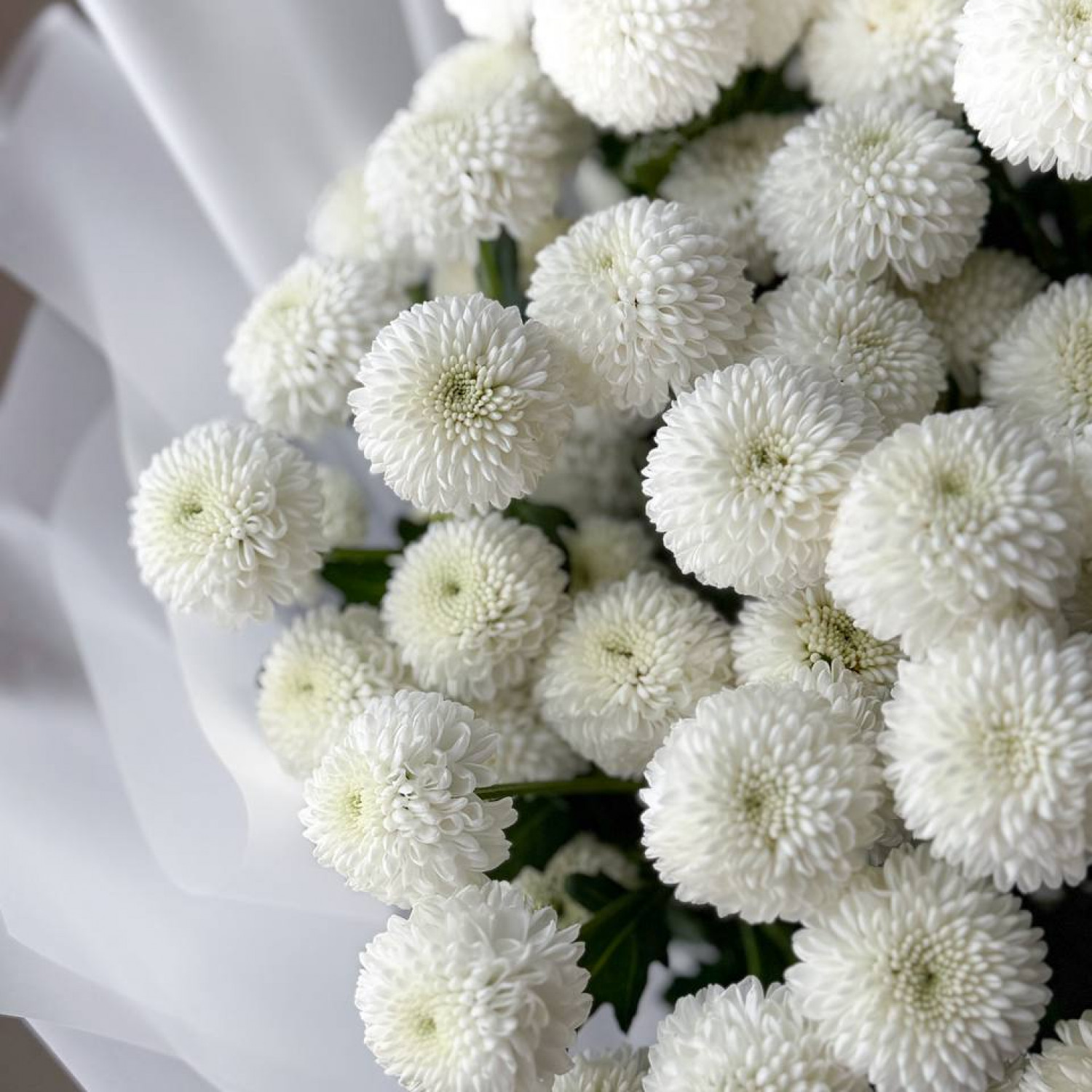 Монобукет из 7 хризантем 238