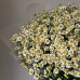 Монобукет из 39 кустовых ромашек