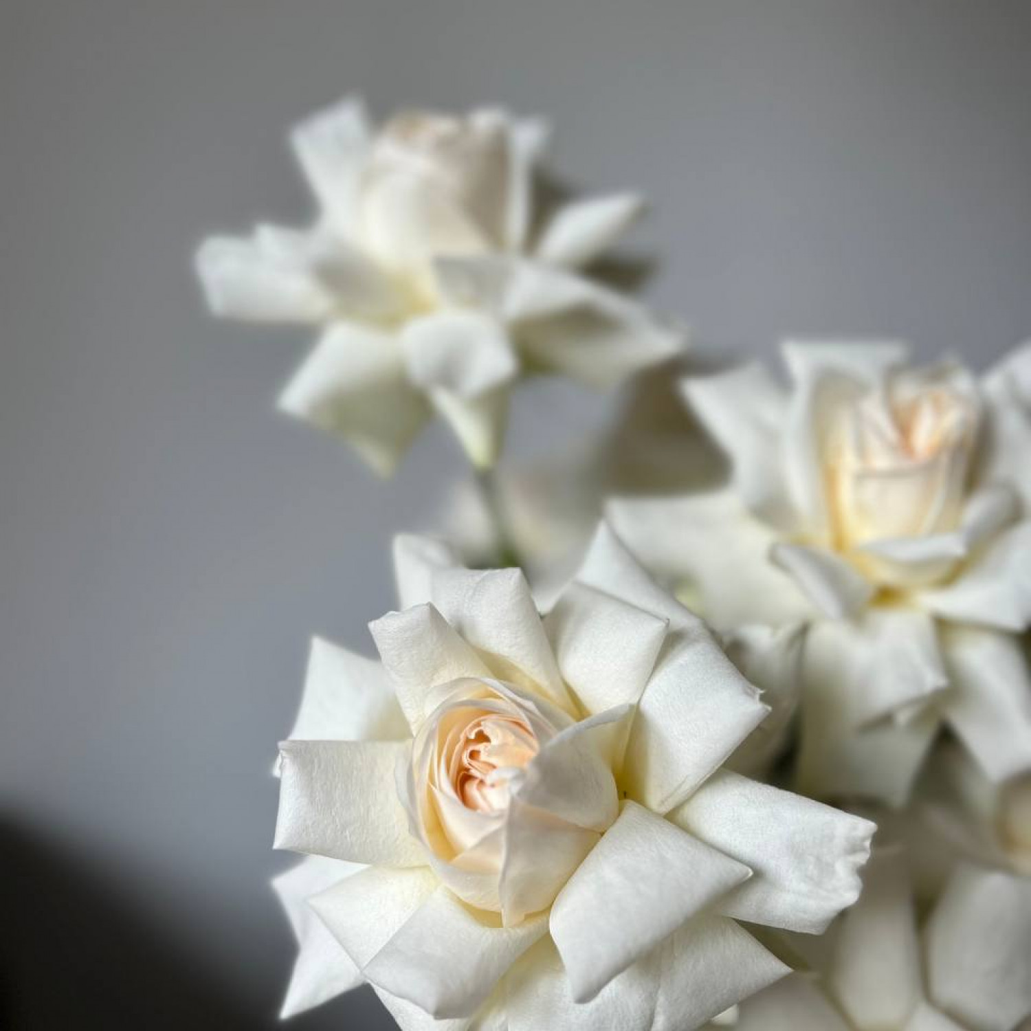 Композиция из французских ароматных роз в коробке